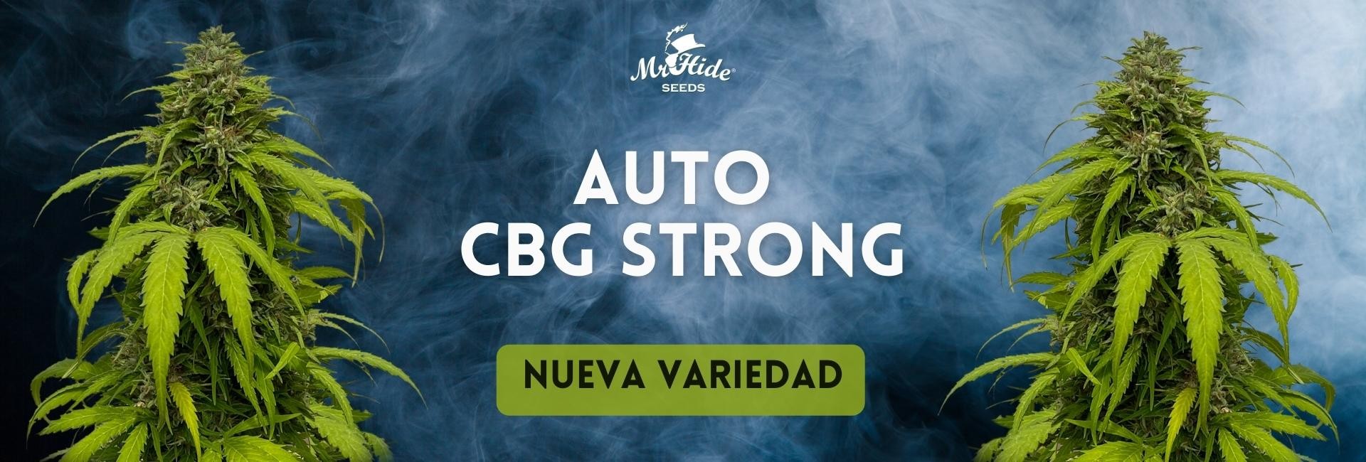 Auto CBG Strong