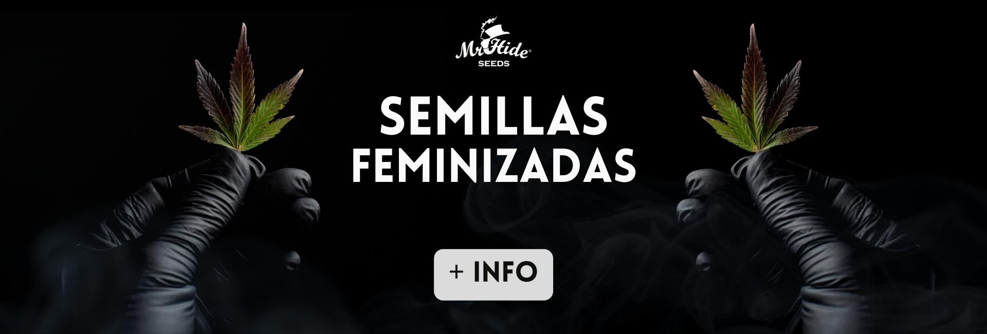Semillas Feminizadas