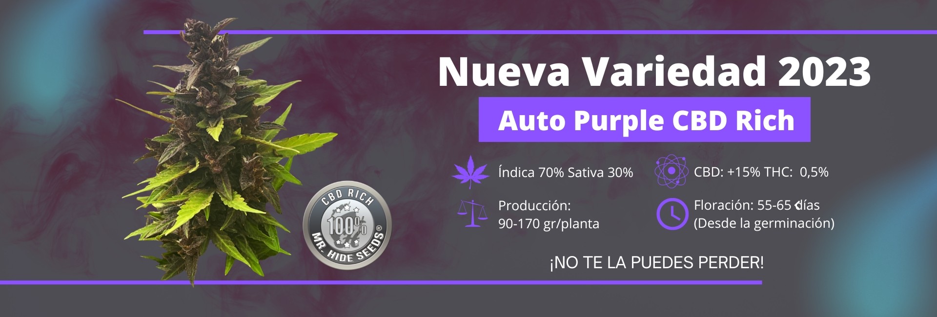 Auto Purple CBD Rich