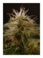 Auto Winweed CBD