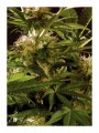 Auto Winweed CBD