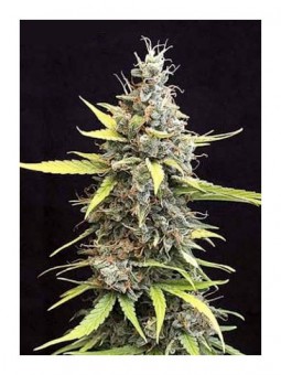 Auto Blue Mazar