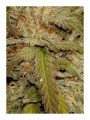 Mr. Amnesia Mass (Regular)