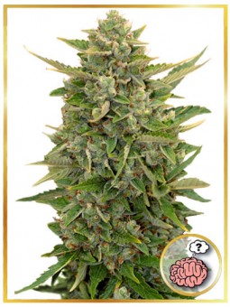 🥇▷— VENTA DE SEMILLAS DE MARIHUANA EN COSTA RICA-SEEDS