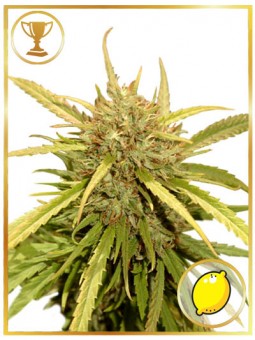 Mr. Sugar Lemon Haze