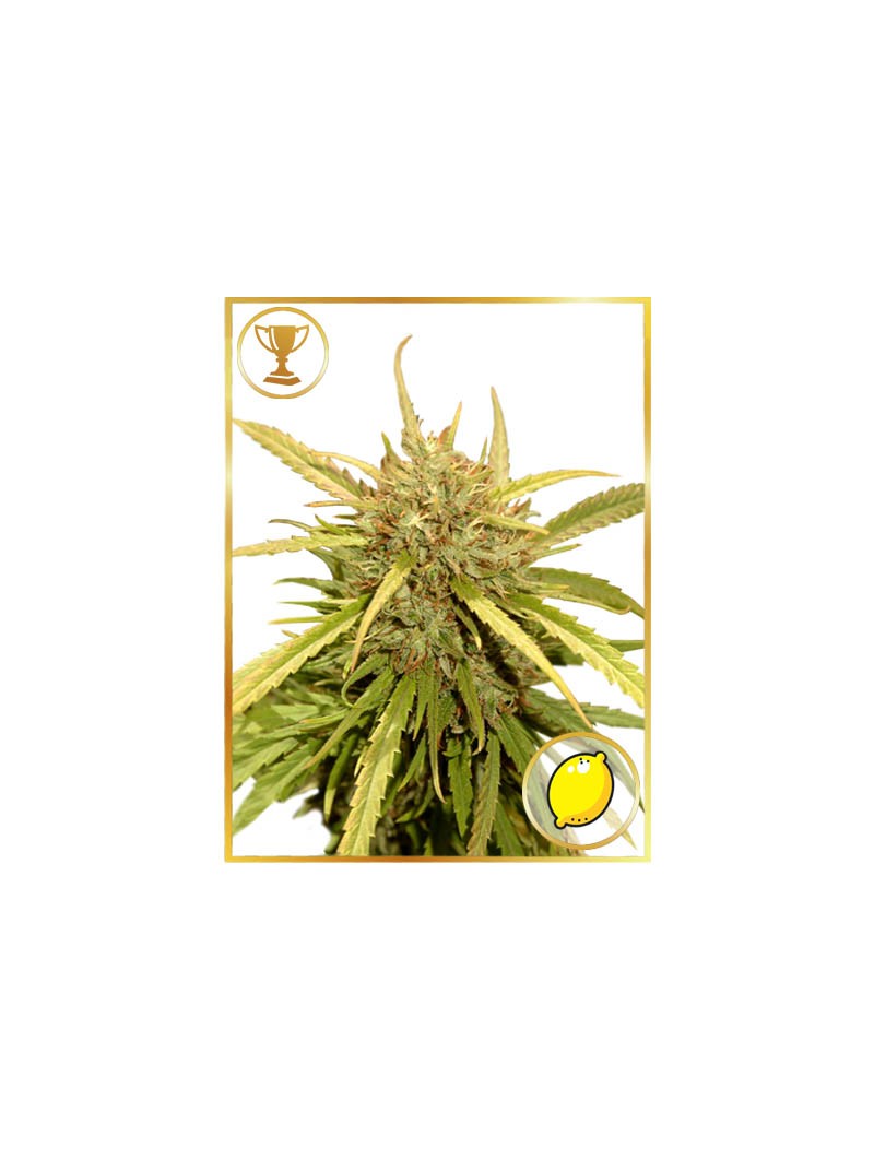 Mr. Sugar Lemon Haze