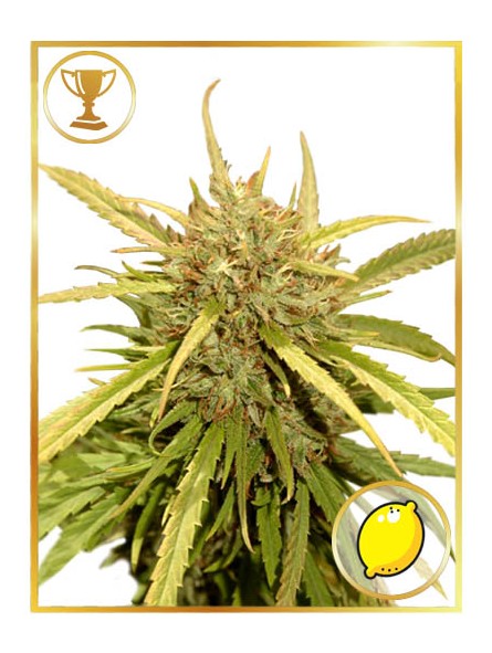 Mr. Sugar Lemon Haze