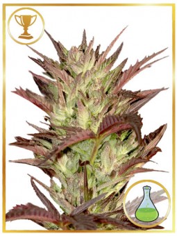 MR. JEKYLL KUSH