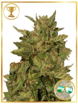 MR. CALIFORNIA PEARL