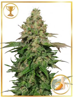 MR. BLACK BANANA