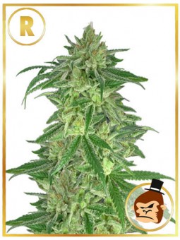 MR. GORILLA CREAM (REGULAR)