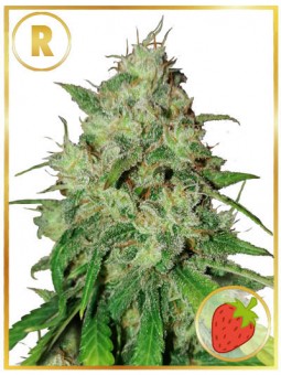 MR. SHISKA (REGULAR)