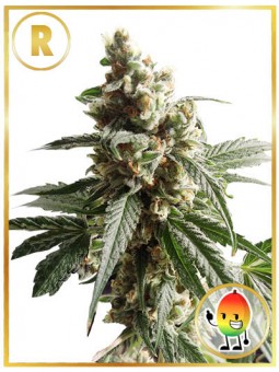 MR. MANGO CRACK (REGULAR)