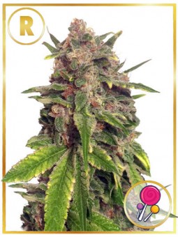 MR. BIG CANDY (REGULAR)