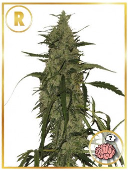 MR. AMNESIA MASS (REGULAR)