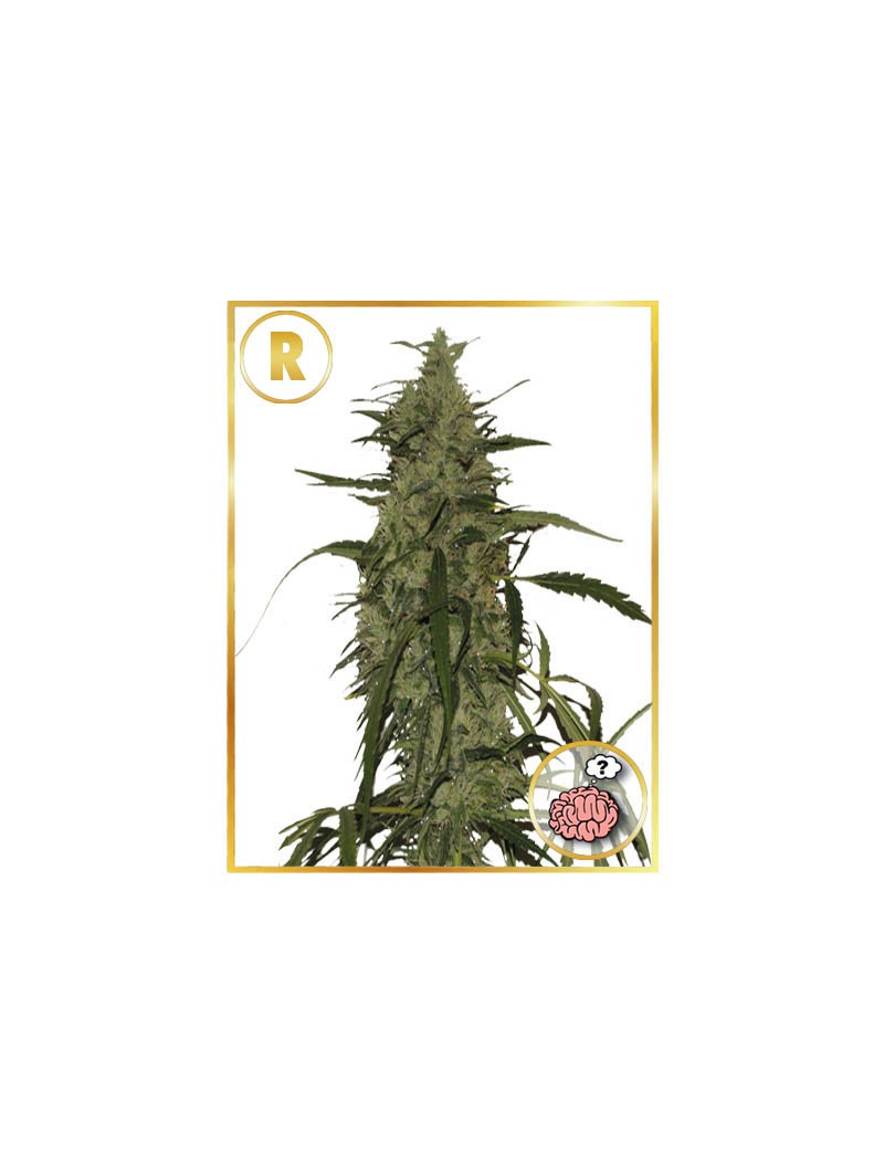 Mr. Amnesia Mass (Regular)