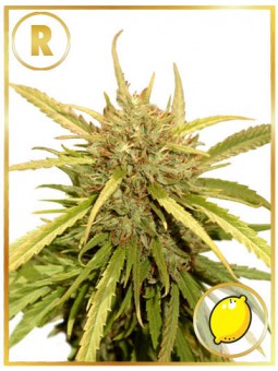 MR. SUGAR LEMON HAZE (REGULAR)