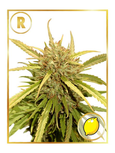 Mr Sugar Lemon Haze (Regular)