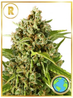 MR. MOTHER EARTH® (REGULAR)