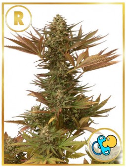 MR. EIDEN MASS (REGULAR)