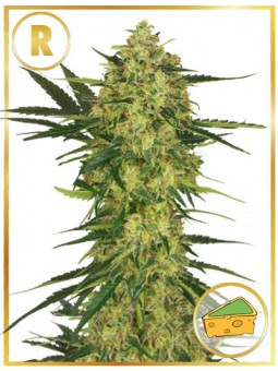 MR. CHEESE MASS (REGULAR)