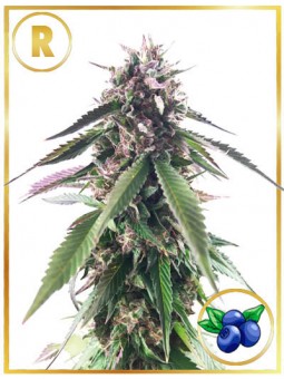 MR. BLUEBERRY BUD (REGULAR)