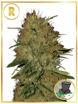 MR. JACK MASS (REGULAR)