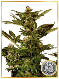 Auto Winweed CBD