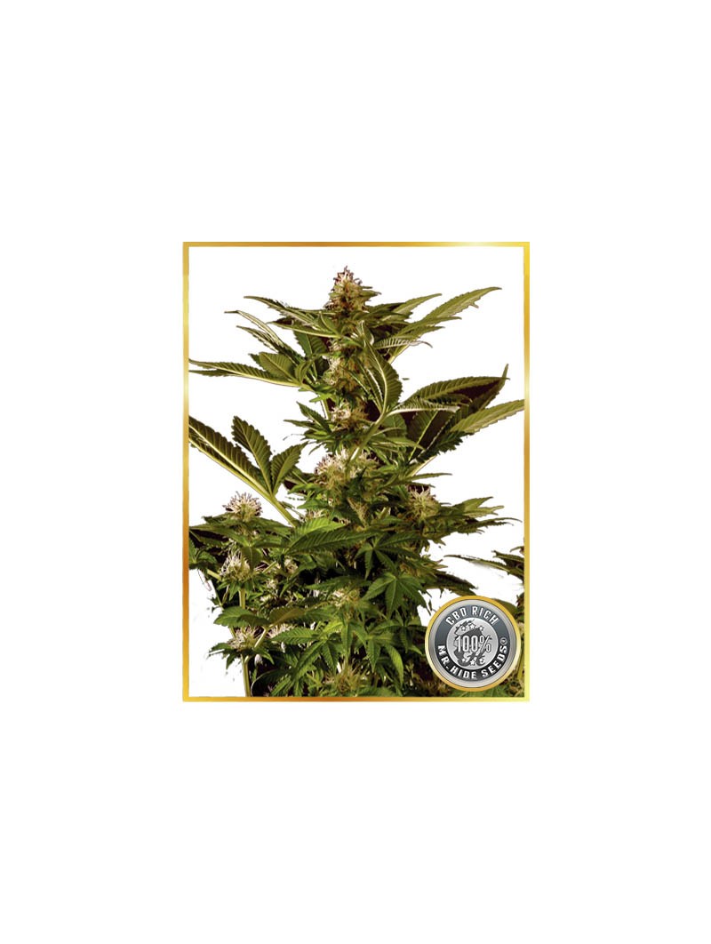 Auto Winweed CBD