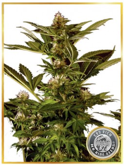 AUTO WINWEED CBD