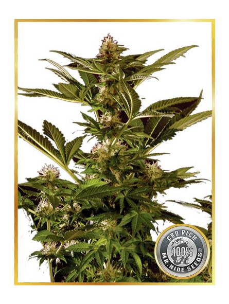 Auto Winweed CBD