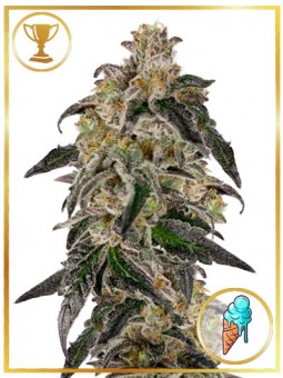 MR. GELATO ICE