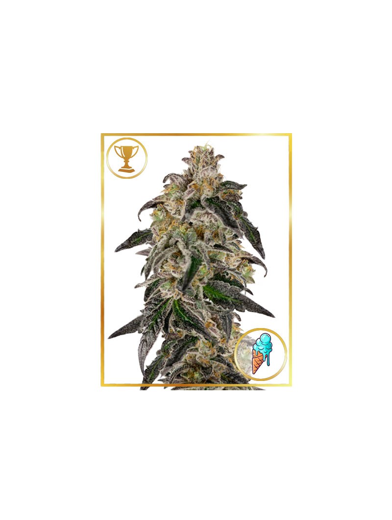 Mr Gelato Ice