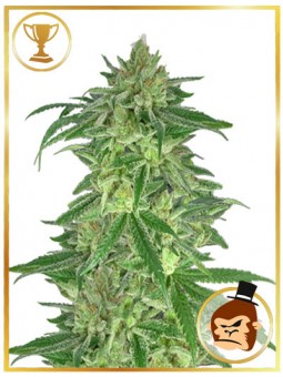 MR. GORILLA CREAM