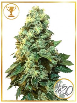 MR. 420K
