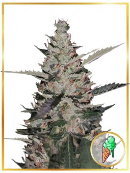 AUTO GELATO ICE