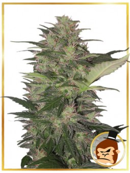 AUTO GORILLA CREAM
