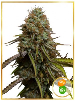 AUTO ZKITTLEZ