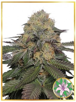 MR. LILI OG (USA)