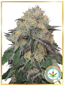 MR. NORTHERN OG