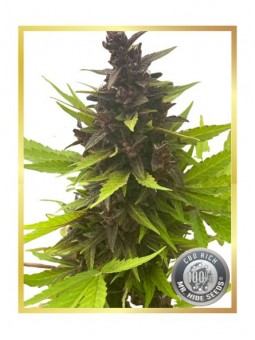 AUTO PURPLE CBD RICH