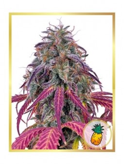 AUTO TROPICANNA HIDE