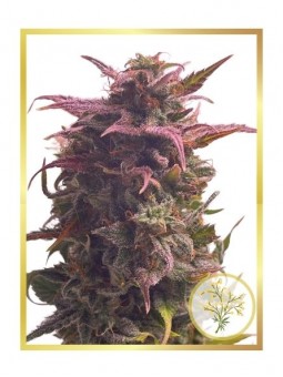 AUTO MIMOSA