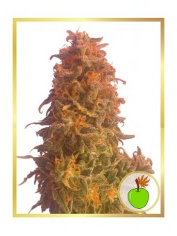 AUTO APPLE FRUIT