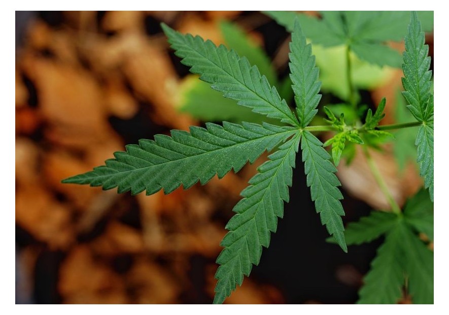 Guía de cultivo para plantas de marihuana