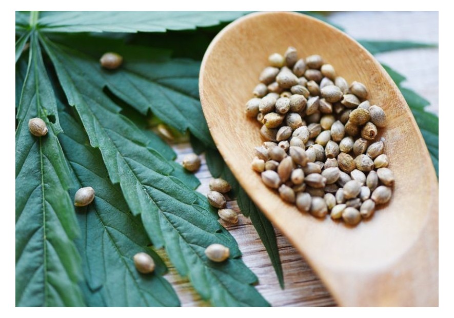 Conoce los mejores bancos españoles de semillas de cannabis