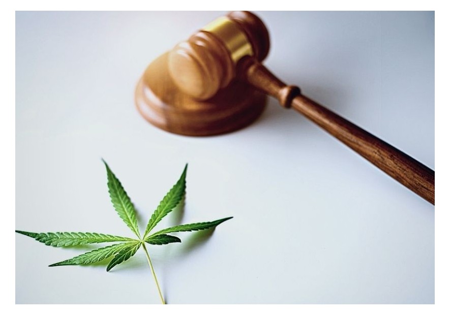 Cultivar marihuana en España: ¿es legal?