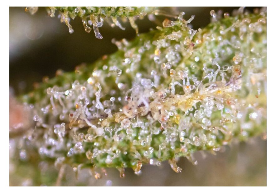 Cómo aumentar la resina de la marihuana