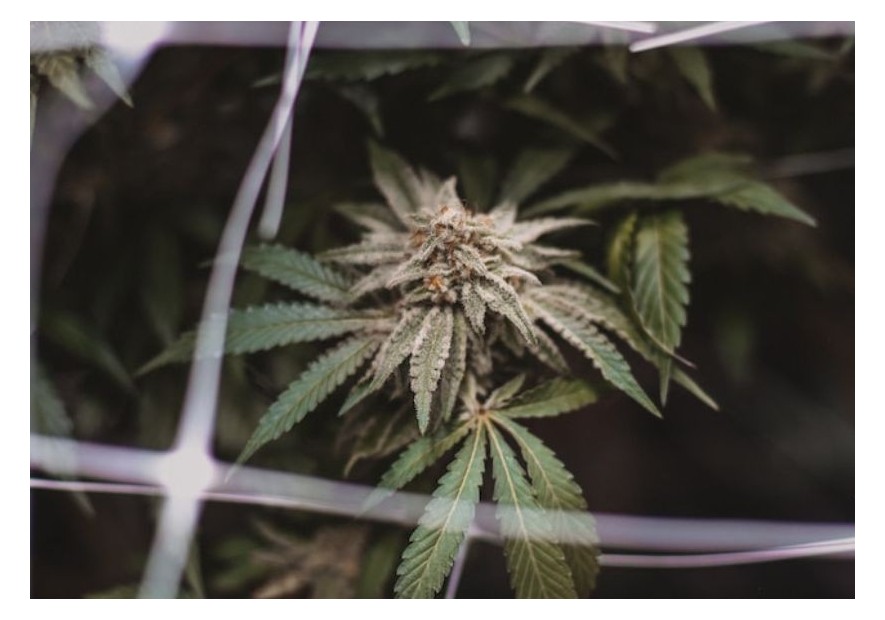 Cultivo SCROG en la marihuana