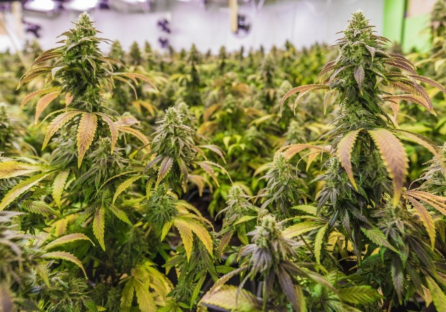 Semillas autoflorecientes más productivas: Cómo aumentar el rendimiento de tu cultivo
